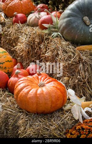 Herbst Stillleben mit bunten Kürbissen und Maiskolben auf Strohballen Stockfoto