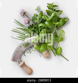 Mezzaluna Messer mit einer Auswahl an frischen grünen Kräuter und Schnittlauch Blumen auf einem weißen Quadrat Hintergrund in einer Flach food Still Life Stockfoto