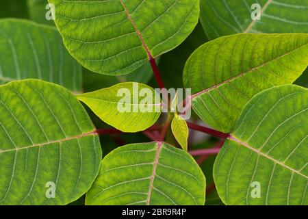Nahaufnahme der schönen grünen Blätter einer Poinsettia (Euphorbia pulcherrima). Deutschland Stockfoto