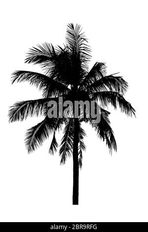 Kokosnussbaum Silhouetten schön isoliert auf weißem Hintergrund Stockfoto