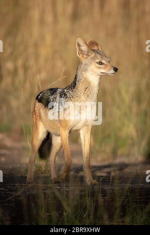 Black-backed Jackal steht anheben Pfote in Sonnenschein Stockfoto