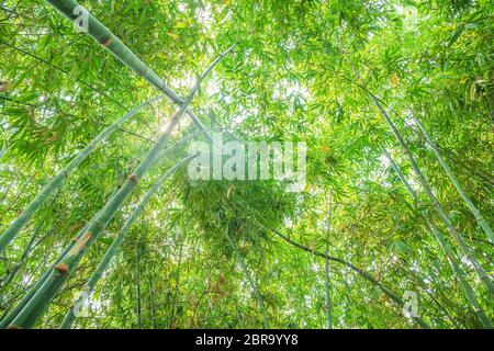 Bambuswald mit Sonnenlicht, Landschaft von Bambusbäumen im tropischen Regenwald Stockfoto