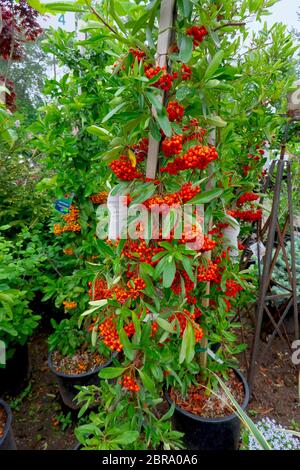 Ein eingemachtes und abgestecktes Victory Firethorn (Pyracantha) in einem Gartencenter. Stockfoto