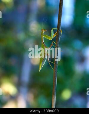 Grüne große Mantis nach oben Crawling der Stick, verschwommenes grün Hintergrund mit Bokeh Stockfoto