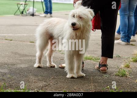 Weiße Half-breed Ardennes Bouvier, Sommer Tag Stockfoto