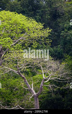 Große cuipo Bäume, Cavanillesia platanifolia, über dem Regenwald Baldachin im Soberania Nationalpark, Republik Panama. Stockfoto