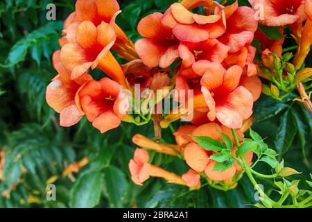 Campsis radicans. Blumen der Posaune oder Trompete Kriechgang Stockfoto