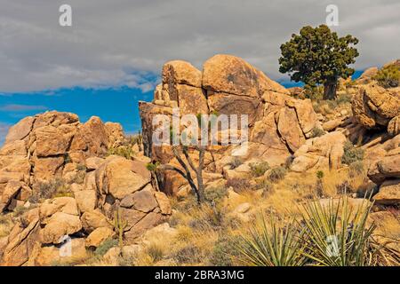 Abgenutzte Felsen und spärliche Vegetation auf Teutonia Peak in der Mojave National Preserve in Kalifornien Stockfoto