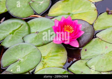 Frische Red Water Lilly mit Blätter in kleinen Teich Stockfoto