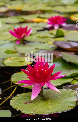 Frische Red Water Lilly mit Blätter in kleinen Teich Stockfoto