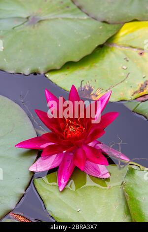Frische Red Water Lilly mit Blätter in kleinen Teich Stockfoto
