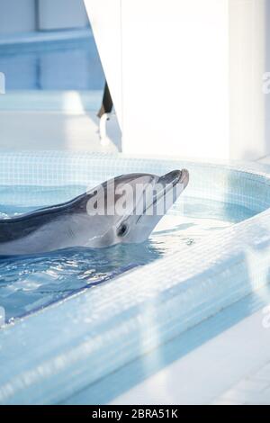 Schöne Delfin schwimmt im stilvollen Pool im blauen Wasser, Geometrie Ruhe, friedlich Stockfoto