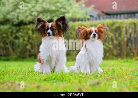 Outdoor Portrait einer Papillon purebreed Hunde auf dem Gras Stockfoto