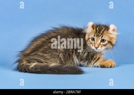 Rassekatze American Curl (Felis silvestris catus), Alter 2 Monate Stockfoto