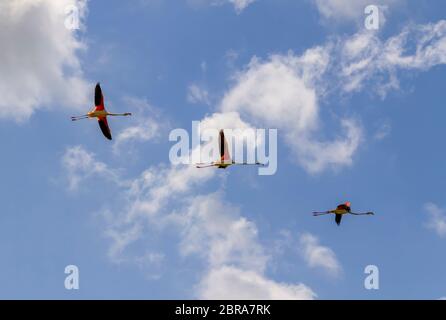 Low Angle Shot mit 3 fliegende Flamingos vor blauem Himmel, darunter einige kleine flauschige Wolken in der Camargue in Südfrankreich gesehen Stockfoto