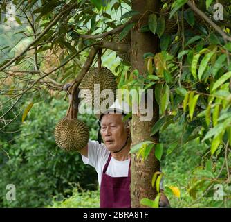 Landwirt und Blackthorn durian Baum im Obstgarten. Stockfoto