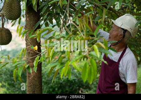 Landwirt und Blackthorn durian Baum im Obstgarten. Stockfoto