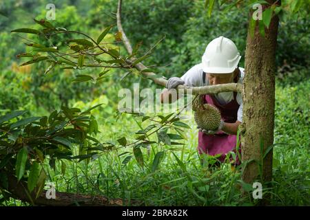 Landwirt und Blackthorn durian Baum im Obstgarten. Stockfoto