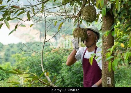 Landwirt und Blackthorn durian Baum im Obstgarten. Stockfoto