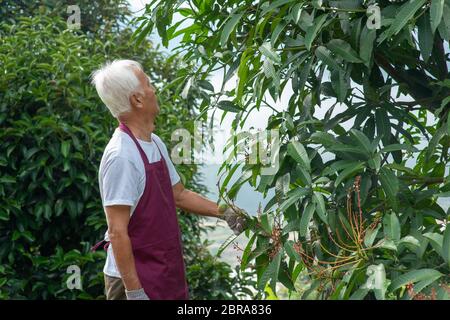 Landwirt Prüfung Mango Tree im Obstgarten. Stockfoto