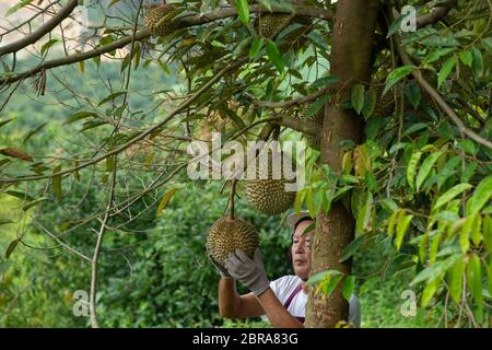 Landwirt und Blackthorn durian Baum im Obstgarten. Stockfoto