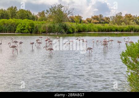 Riparian Landschaft einschließlich einige Flamingos rund um den Regionalen Naturpark der Camargue im Süden Frankreichs Stockfoto