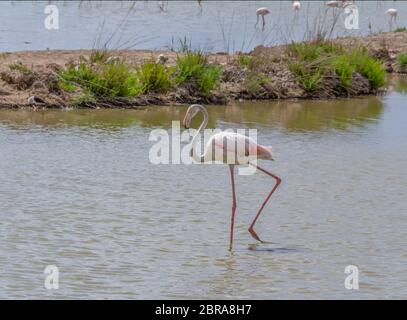 Riparian Landschaft einschließlich einige Flamingos rund um den Regionalen Naturpark der Camargue im Süden Frankreichs Stockfoto