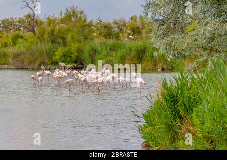 Riparian Landschaft einschließlich einige Flamingos rund um den Regionalen Naturpark der Camargue im Süden Frankreichs Stockfoto