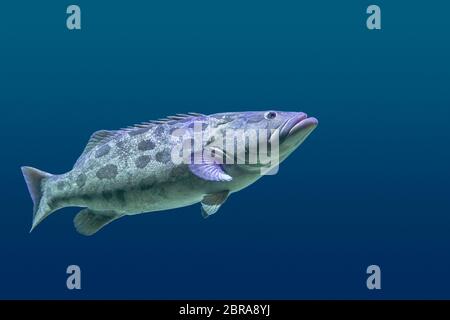 Giant grouper Fische schwimmen in Blau aquatische Ambiente Stockfoto