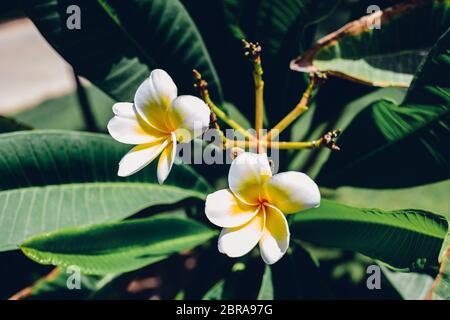 White frangipani Blüten in suumer sonnigen Tag Stockfoto