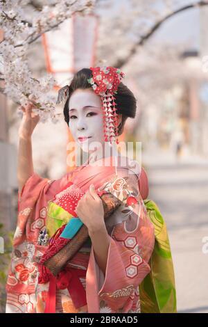 Maiko im Kimono mit Clover Stifte und halten eine Kirsche Filiale in Kyoto Gion Distrikt. Stockfoto