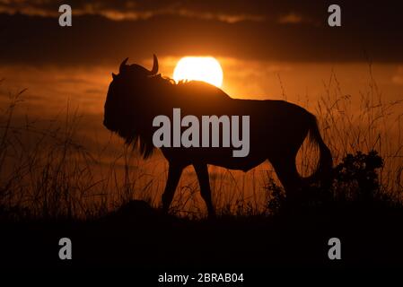 Blauer Gnus beim Sonnenuntergang am Horizont Stockfoto