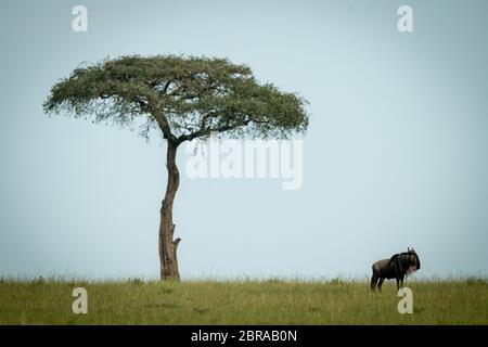 Blauer Gnus steht am Horizont bei Baum Stockfoto