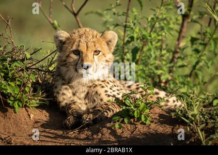 Cheetah cub liegt in Büschen mit catchlights Stockfoto