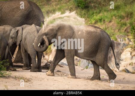 Afrikanischen Busch Elefanten wirft Sand über zurück Stockfoto