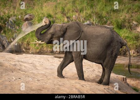 Afrikanischen Busch Elefanten wirft Sand über sich selbst Stockfoto