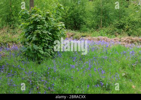 Eine Waldszene mit einer Decke aus Blaubellen Stockfoto