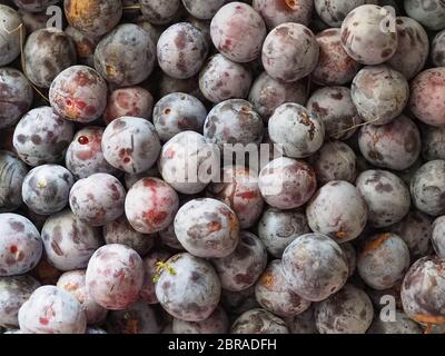 Pflaume Pflaume (Prunus domestica) aka Pflaume Obst vegetarische Kost als Hintergrund Stockfoto