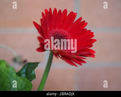 Rote Blüte der Pflanze gerbera (Gerbera Hybrida) Daisy Stockfoto