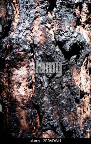Nadelbäume brannten auf Teneriffa vom Feuer ab. Die vollständige Serie ist beim Copyright-Inhaber erhältlich. Stockfoto