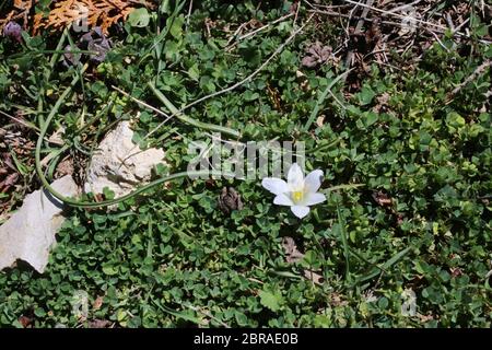 Ornithogalum sibthorpii - Wilde Pflanze im Frühjahr erschossen. Stockfoto