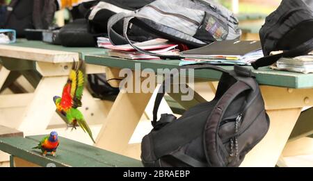 Ein Paar australische Regenbogen Lorikeet Papageien an einem High School Tisch mit Schulrucksäcken und Taschen bedeckt. Lernordner und Änderungshinweise für Studierende A Stockfoto