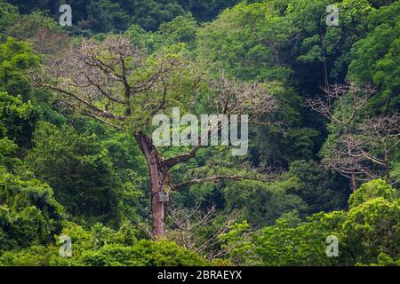 Der große cuipo Baum, Cavanillesia platanifolia, thront über dem Regenwalddach im Cerro Hoya Nationalpark, Provinz Veraguas, Republik Panama. Stockfoto
