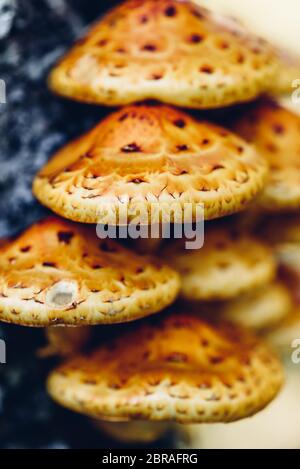 Pholiota aurivella Pilze auf eine Birke im Herbst Wald Stockfoto
