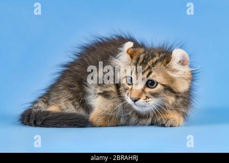 Rassekatze American Curl (Felis silvestris catus), Langhaar, schwarz gestromt, Kater, Alter 10 Wochen Stockfoto