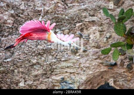 Roseatlöffler (Platalea ajaja) fliegt in der Nähe der Vogelinsel (Isla de los Pajaros) in Topolobampo, Sinaloa, Mexiko. Stockfoto