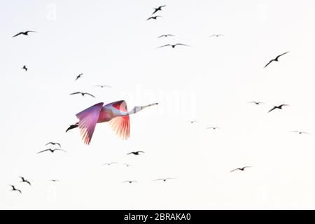 Roseatlöffler (Platalea ajaja) fliegt in der Nähe der Vogelinsel (Isla de los Pajaros) in Topolobampo, Sinaloa, Mexiko. Stockfoto