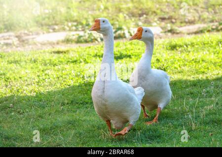 Zwei weiße große Gänse, die friedlich zusammen in grüner Rasenfläche an