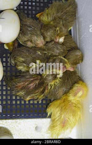 Ausbrüten von Eiern von Entenküken einer Moschus Ente im Inkubator. Anbau von Geflügel. Stockfoto