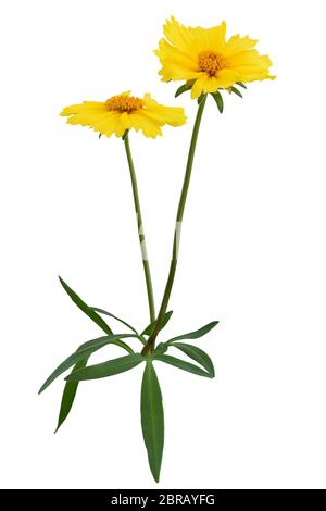 Wundervolle gelbe Gänseblümchen (Marguerite) mit Pflanzenstamm und grünen Blättern isoliert auf weißem Hintergrund, einschließlich Schneideweg. Deutschland Stockfoto